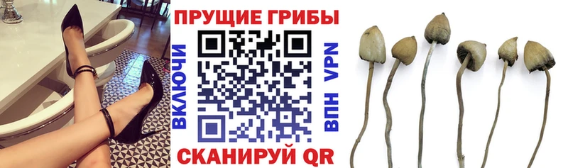 Купить  Выборг  Псилоцибиновые грибы Psilocybine cubensis 